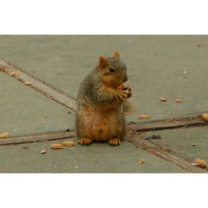 The crows were taking over the peanut harvest, so I spent a few minutes trying to capture them.