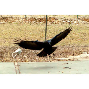 The crows were taking over the peanut harvest, so I spent a few minutes trying to capture them.