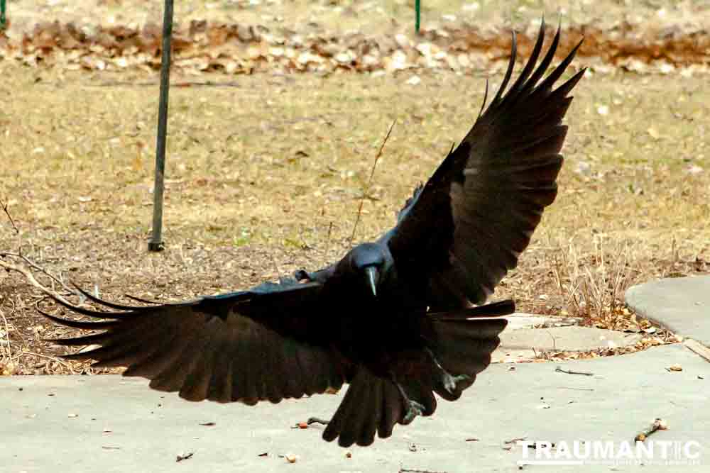 The crows were taking over the peanut harvest, so I spent a few minutes trying to capture them.