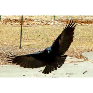 The crows were taking over the peanut harvest, so I spent a few minutes trying to capture them.