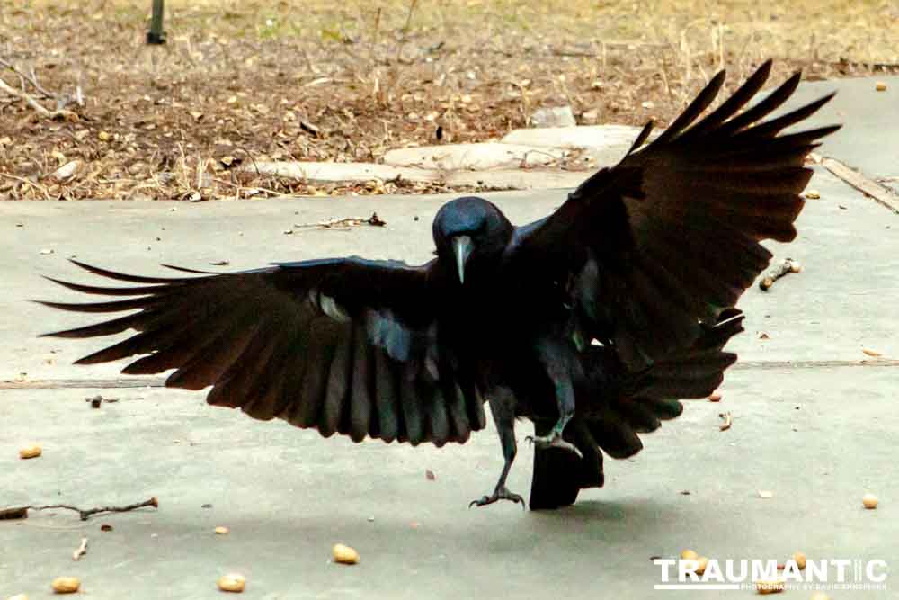 The crows were taking over the peanut harvest, so I spent a few minutes trying to capture them.