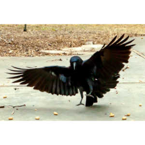 The crows were taking over the peanut harvest, so I spent a few minutes trying to capture them.