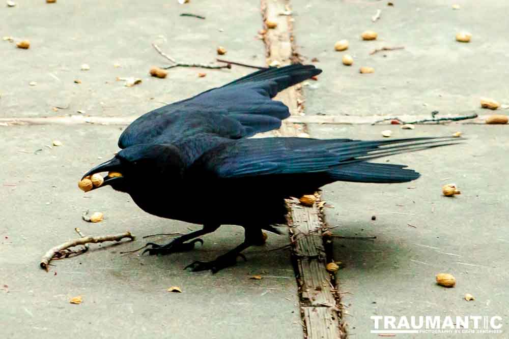 The crows were taking over the peanut harvest, so I spent a few minutes trying to capture them.