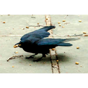 The crows were taking over the peanut harvest, so I spent a few minutes trying to capture them.