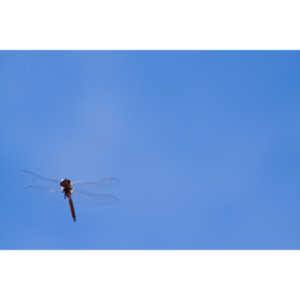 I was trying to capture dragonflies in flight.  This is all I have to show for it.