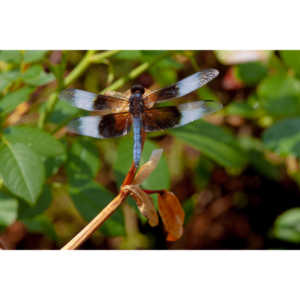 Jan noticed this little dragonfly in our garden and it posed for me for over 10 minutes.  It was great.