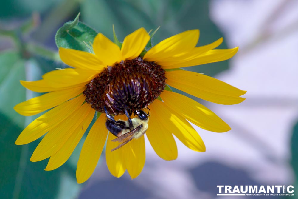 My neighbors have all the woderful sunflowers and these big furry bees live on them.  I love to try to capture shots of them.