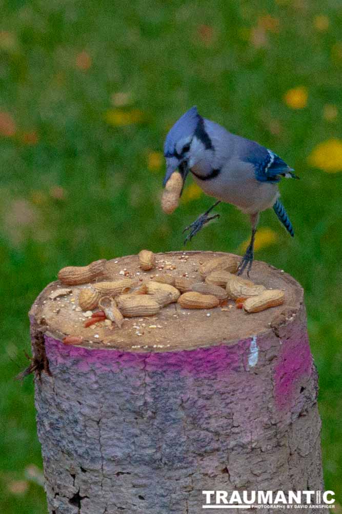 Some fun shots of the Bluejays that take over my backyard when peanuts are shared.