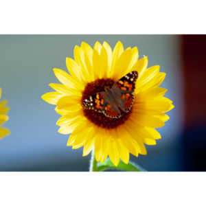 I saw these butterflies flitting about these sunflowwrs.