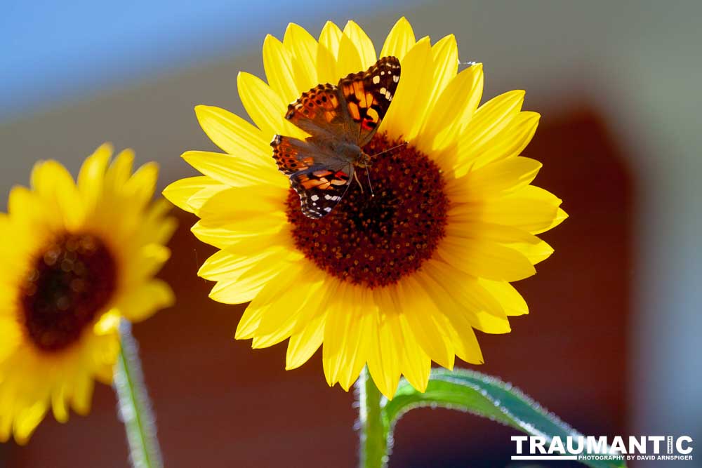 I saw these butterflies flitting about these sunflowwrs.