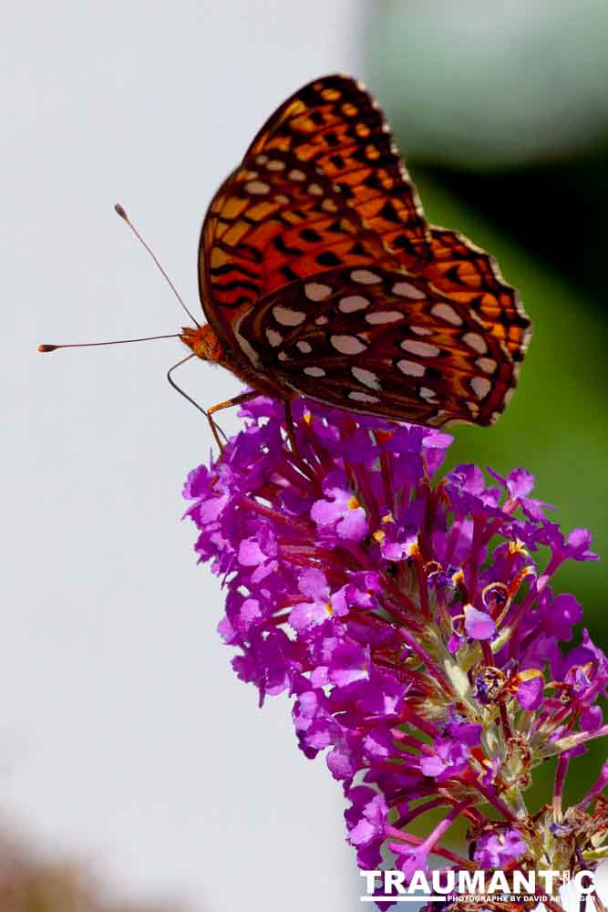 A beautiful new type of butterfly in our yard.