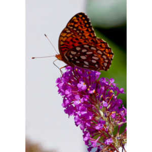 A beautiful new type of butterfly in our yard.