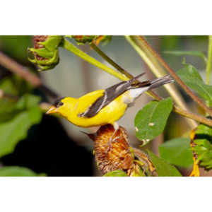 Beautiful little birds hanging out in our negihbor's garden.