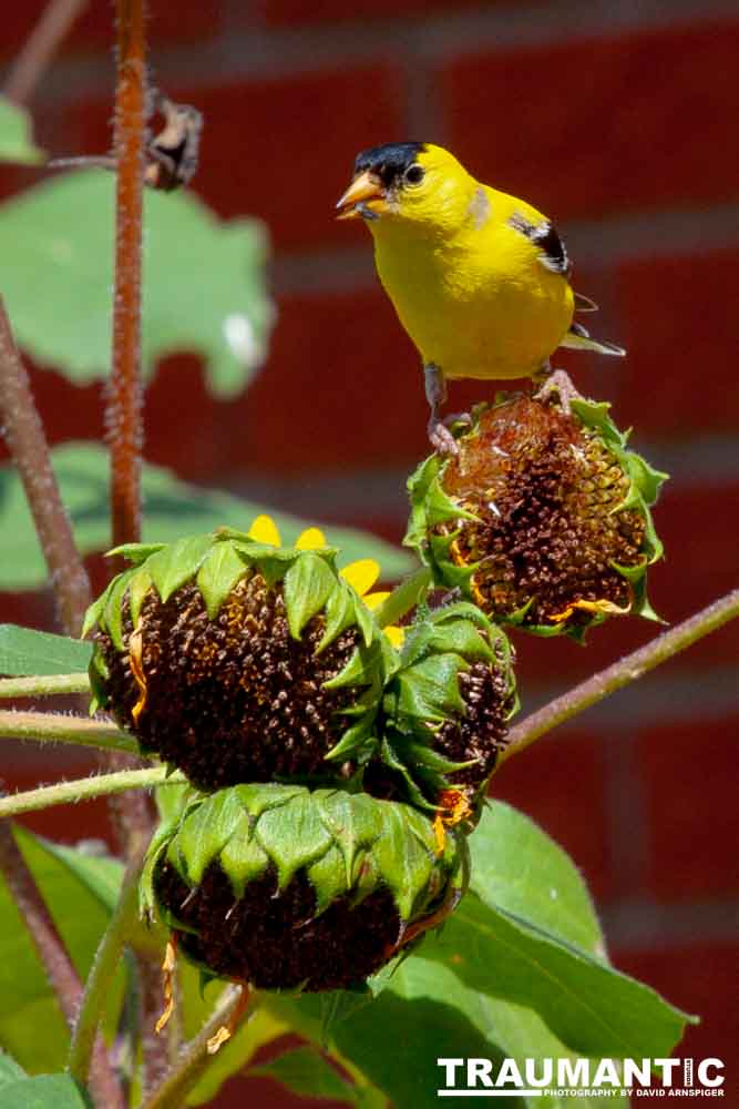 Beautiful little birds hanging out in our negihbor's garden.