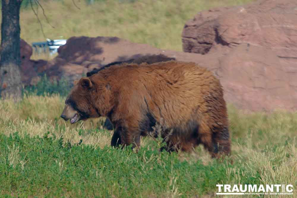 We loved this place.   So many bears at feeding time.