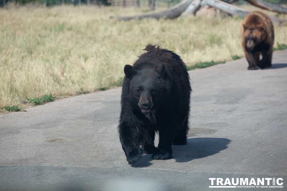 We loved this place.   So many bears at feeding time.