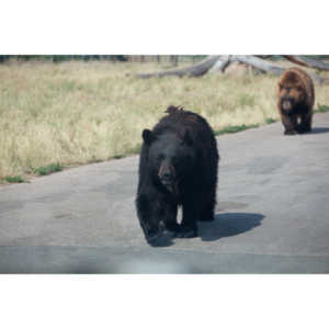 We loved this place.   So many bears at feeding time.