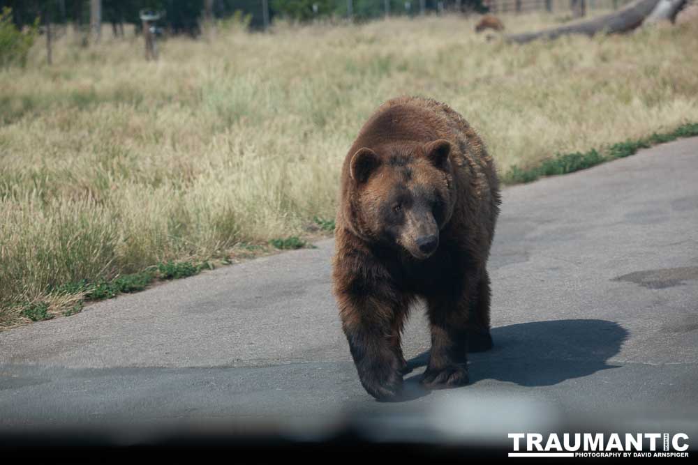 We loved this place.   So many bears at feeding time.