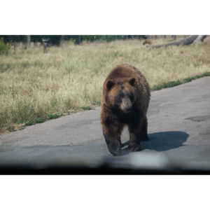 We loved this place.   So many bears at feeding time.