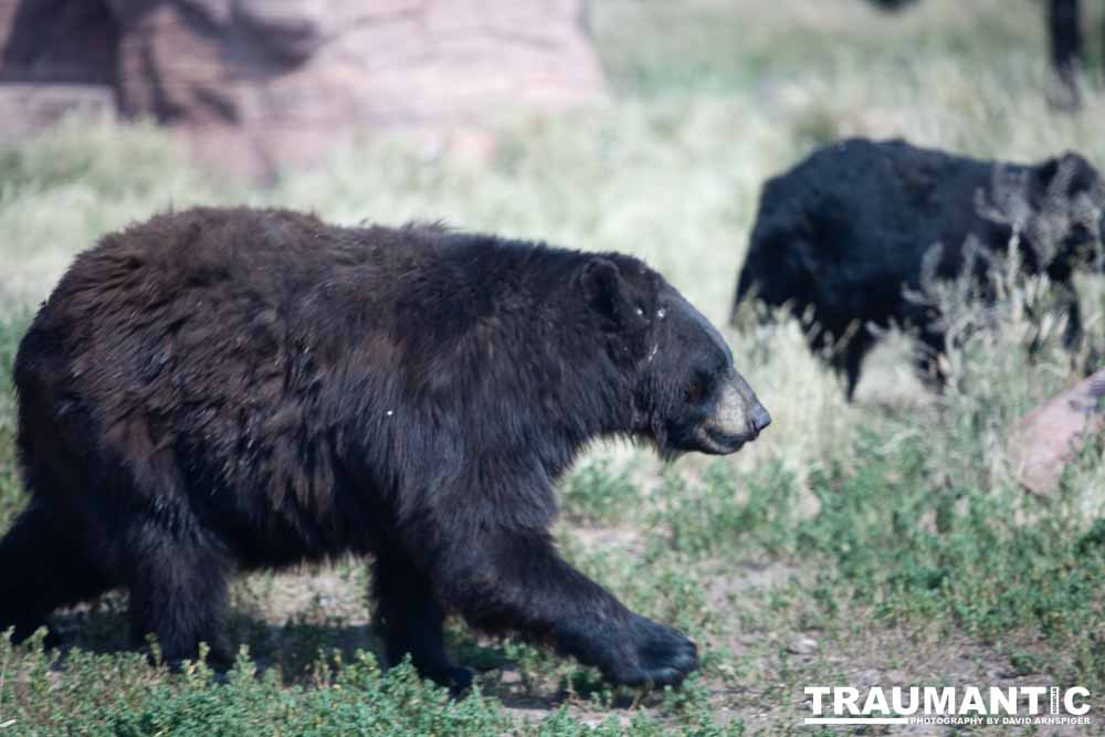 We loved this place.   So many bears at feeding time.