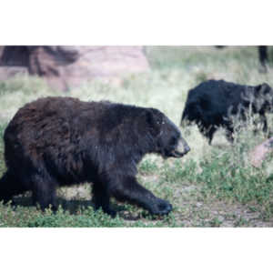 We loved this place.   So many bears at feeding time.