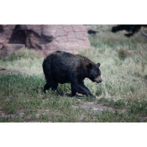 We loved this place.   So many bears at feeding time.