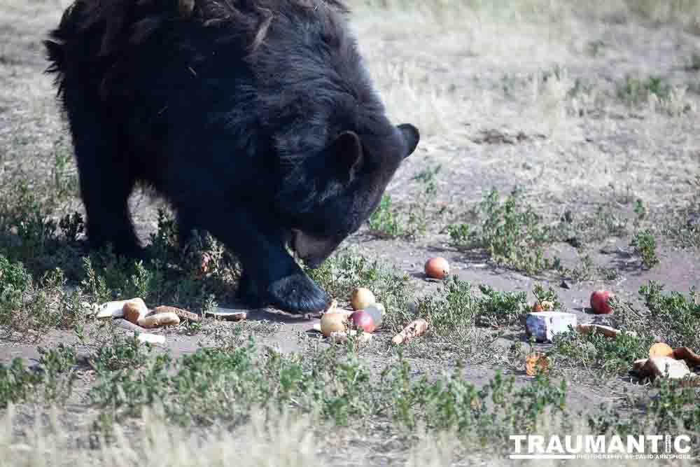 We loved this place.   So many bears at feeding time.