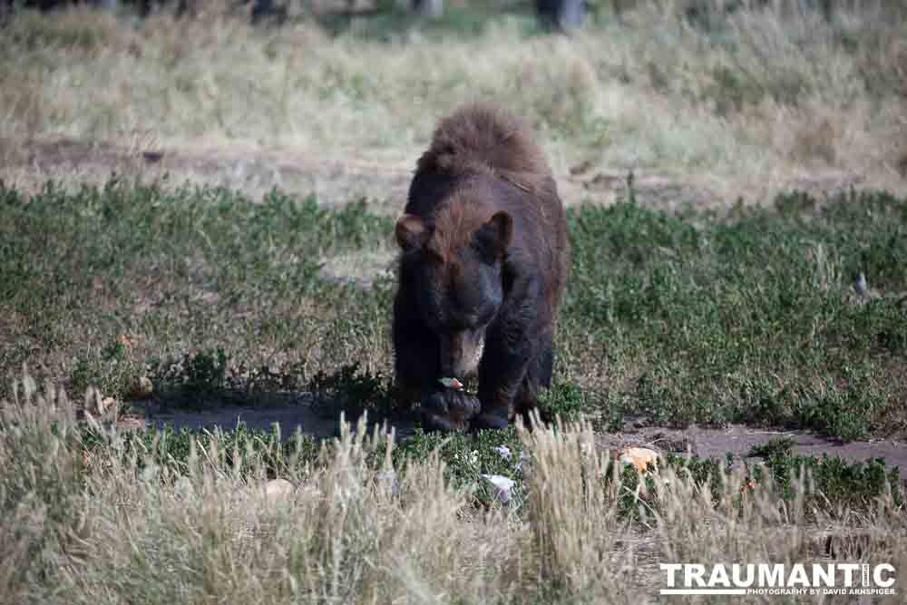 We loved this place.   So many bears at feeding time.