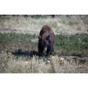 We loved this place.   So many bears at feeding time.