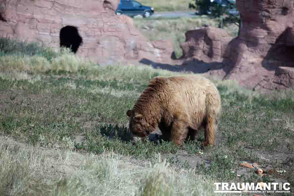 We loved this place.   So many bears at feeding time.