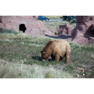 We loved this place.   So many bears at feeding time.