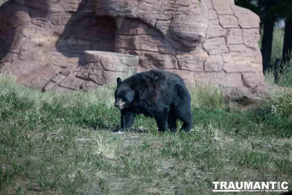 We loved this place.   So many bears at feeding time.