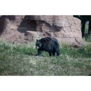 We loved this place.   So many bears at feeding time.