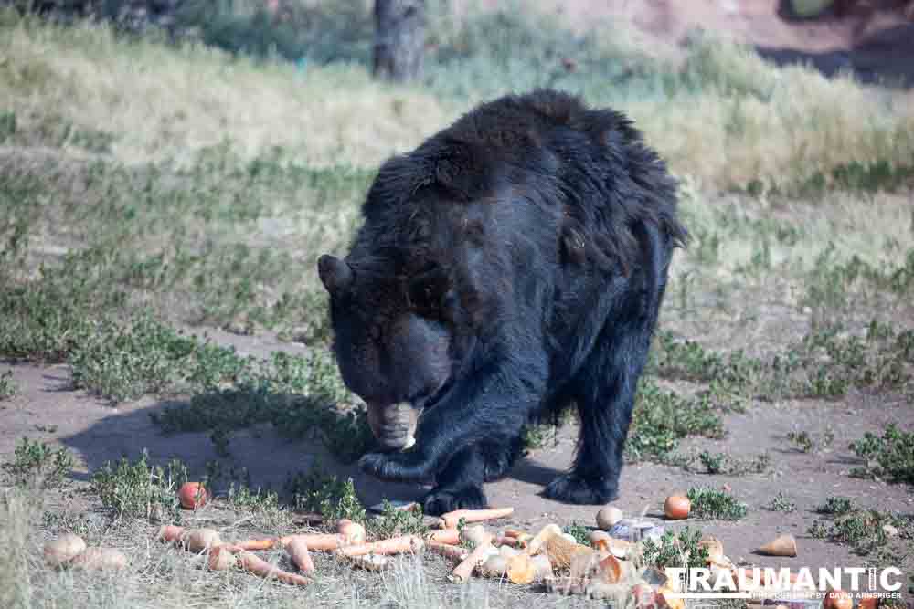 We loved this place.   So many bears at feeding time.