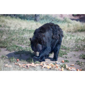 We loved this place.   So many bears at feeding time.