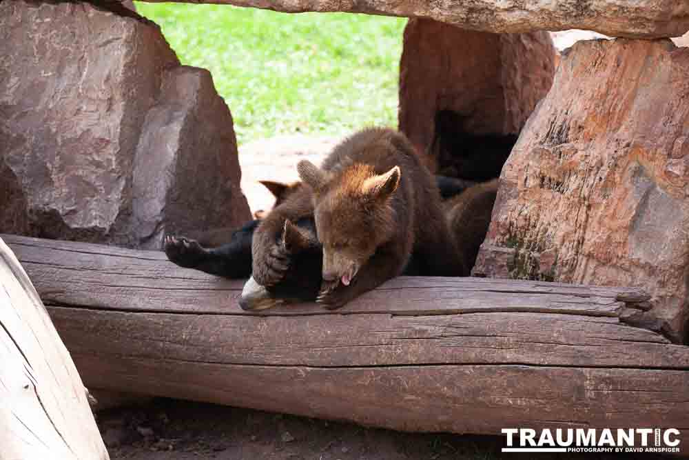 We loved this place.   So many bears at feeding time.