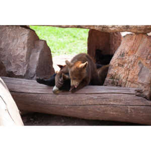 We loved this place.   So many bears at feeding time.