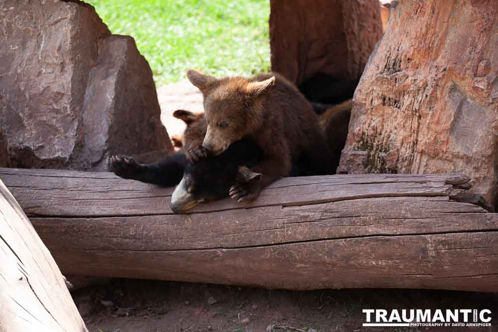 We loved this place.   So many bears at feeding time.