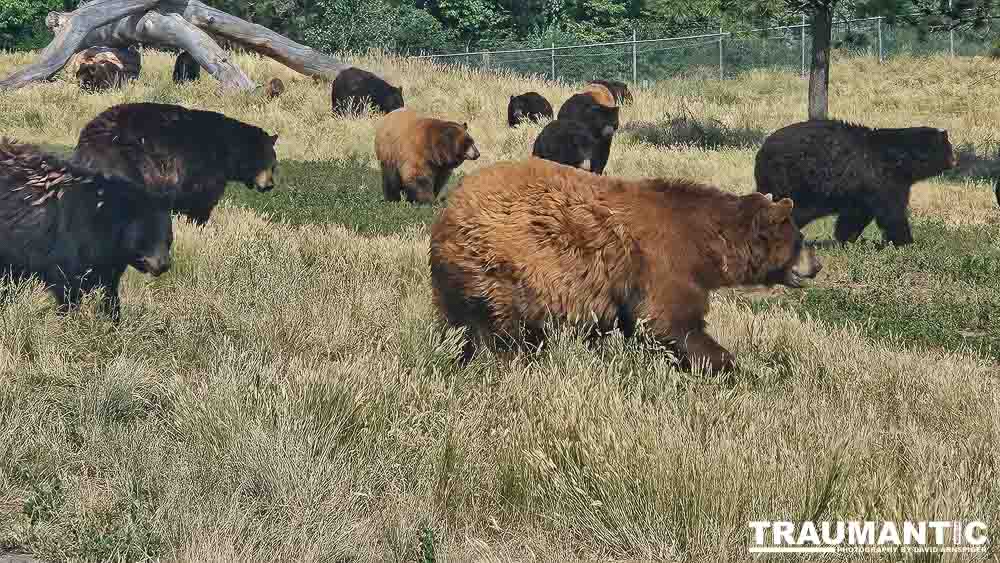 We loved this place.   So many bears at feeding time.